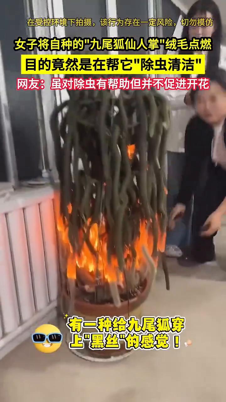 女子将自种的"九尾狐仙人掌"绒毛点燃，目的竟然是在帮它"除虫清洁"。网友：虽对除
