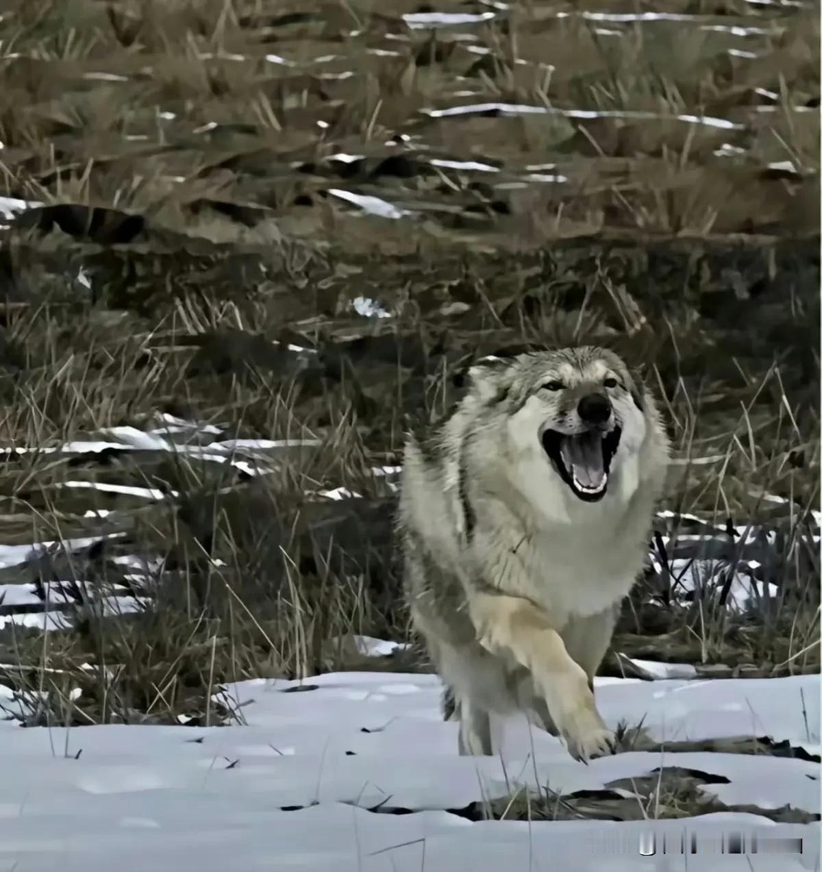 千万不要看《重返狼群》！30多岁的我，看了当着孩子面哭得稀里哗啦，格林太懂事了 