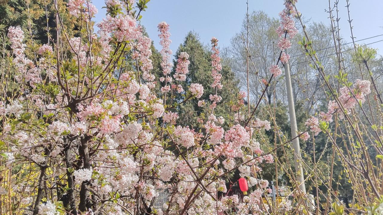 春日生活打卡季 春日繁花似锦，粉白相间，美不胜收！🌸🌸🌸打卡蝴蝶桥公园。