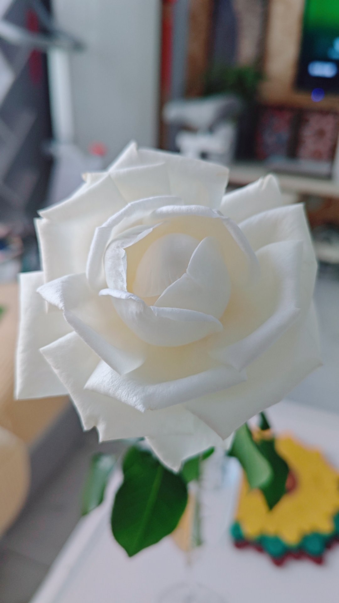 珍妮莫罗真香啊。