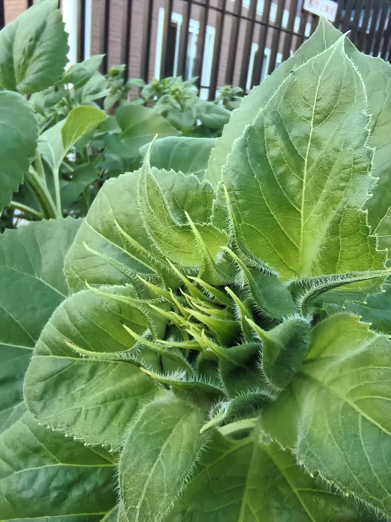 校园门口的向日葵🌻
在平谷第11小学校园门口种植了大片的向日葵🌻，现在已经结