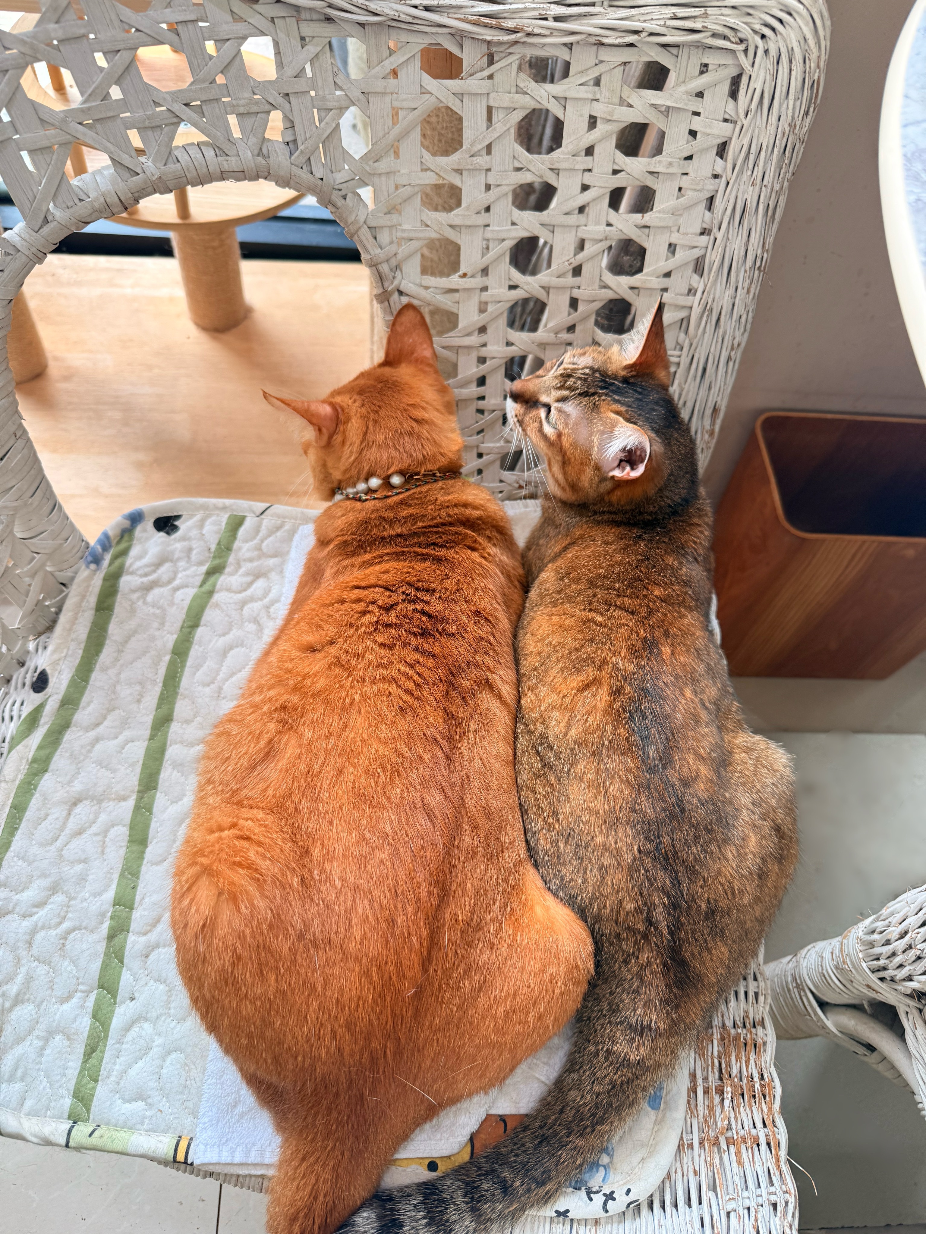 阿胖早上去舔了两个小白后，终于有空陪蝴蝶了。。。猫咪 深圳