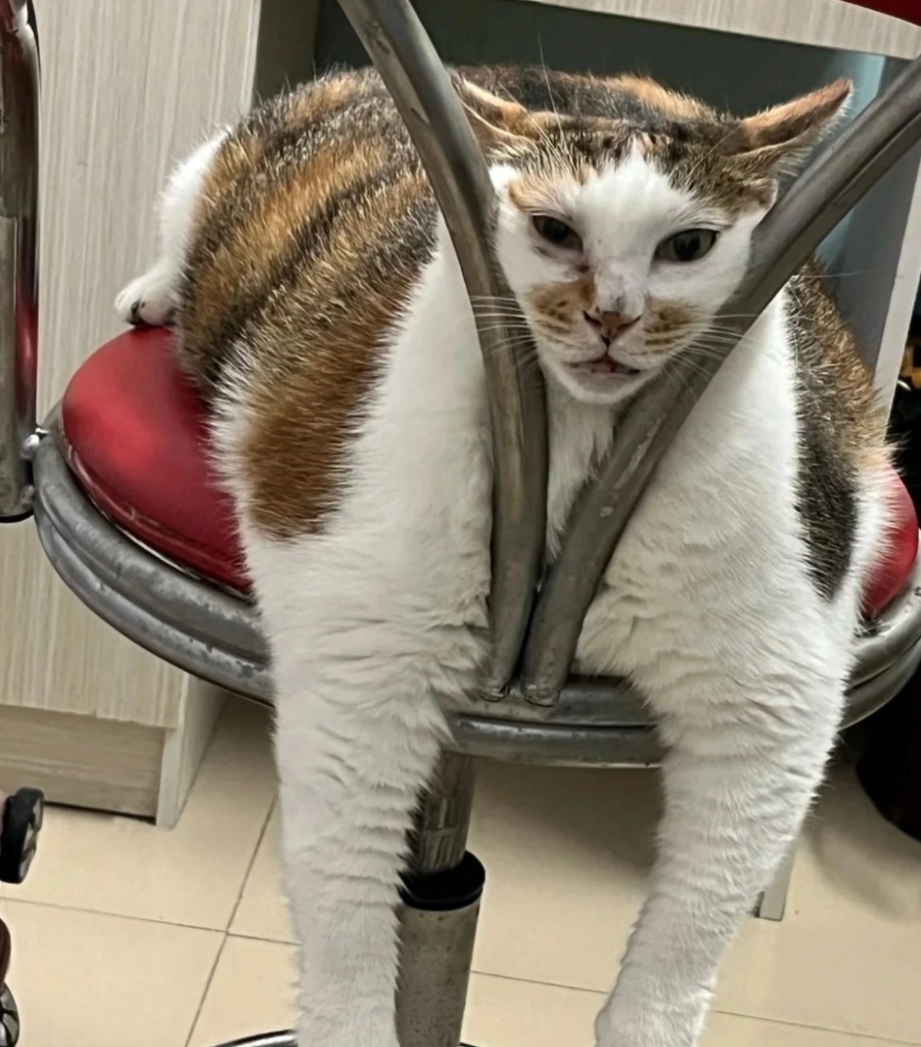 小猫以为自己没有丑照直到打开相册愚蠢的人类，拍什么拍，有什么好拍的……咪不提供服