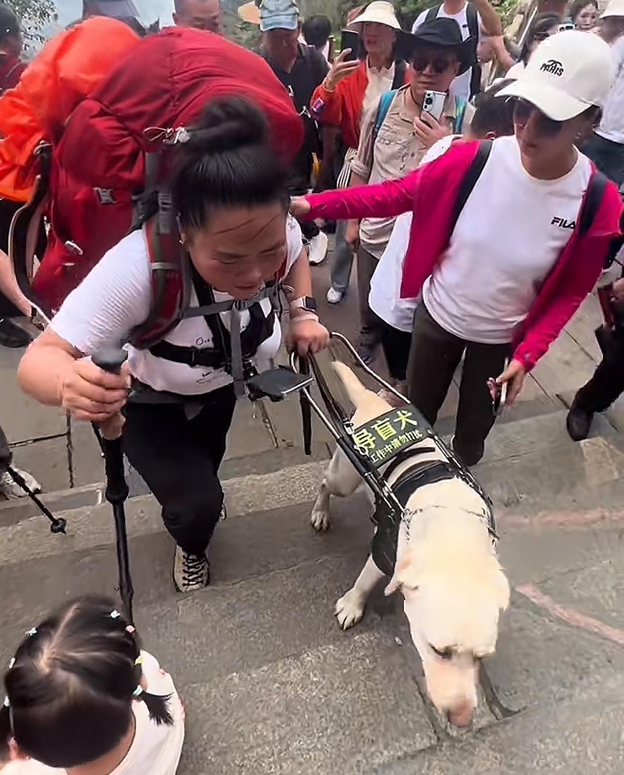 盲人夫妇把导盲犬当“导游犬”，强制让犬冒雨带两人爬泰山其实不是个例，查了一下“视