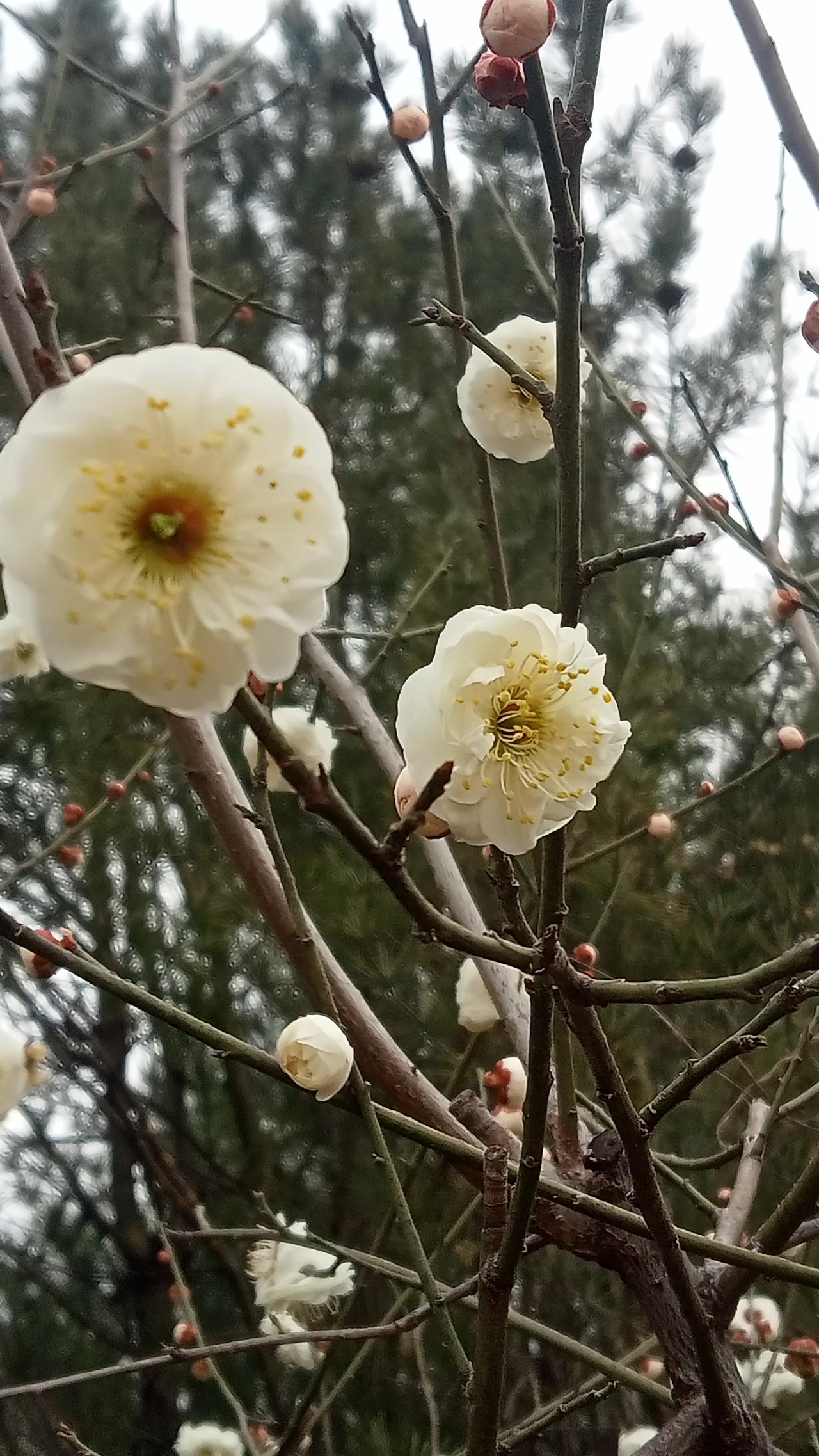 这世界还有公理可言吗？今天下午，以色列对伊朗发动了空中打击，这显然是美以的战略布
