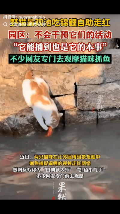 “两只小野猫景观池吃锦鲤自助走红了！”近日，江苏一女子去园博园游玩，意外发现两只