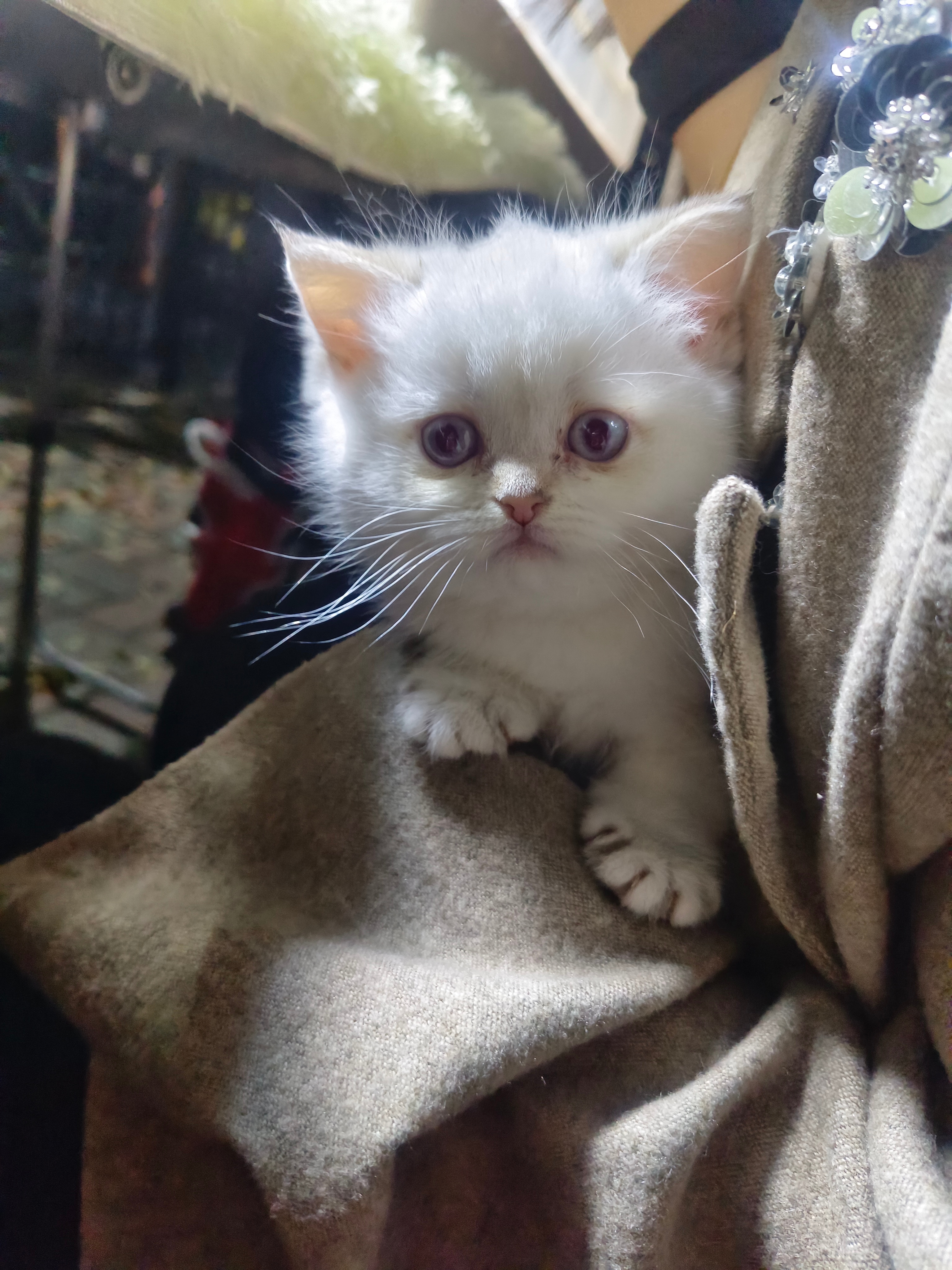 这只小猫咪2个月大，日常活泼可爱好动，只要一被抱着，立马乖巧的不得了，像个小宝宝