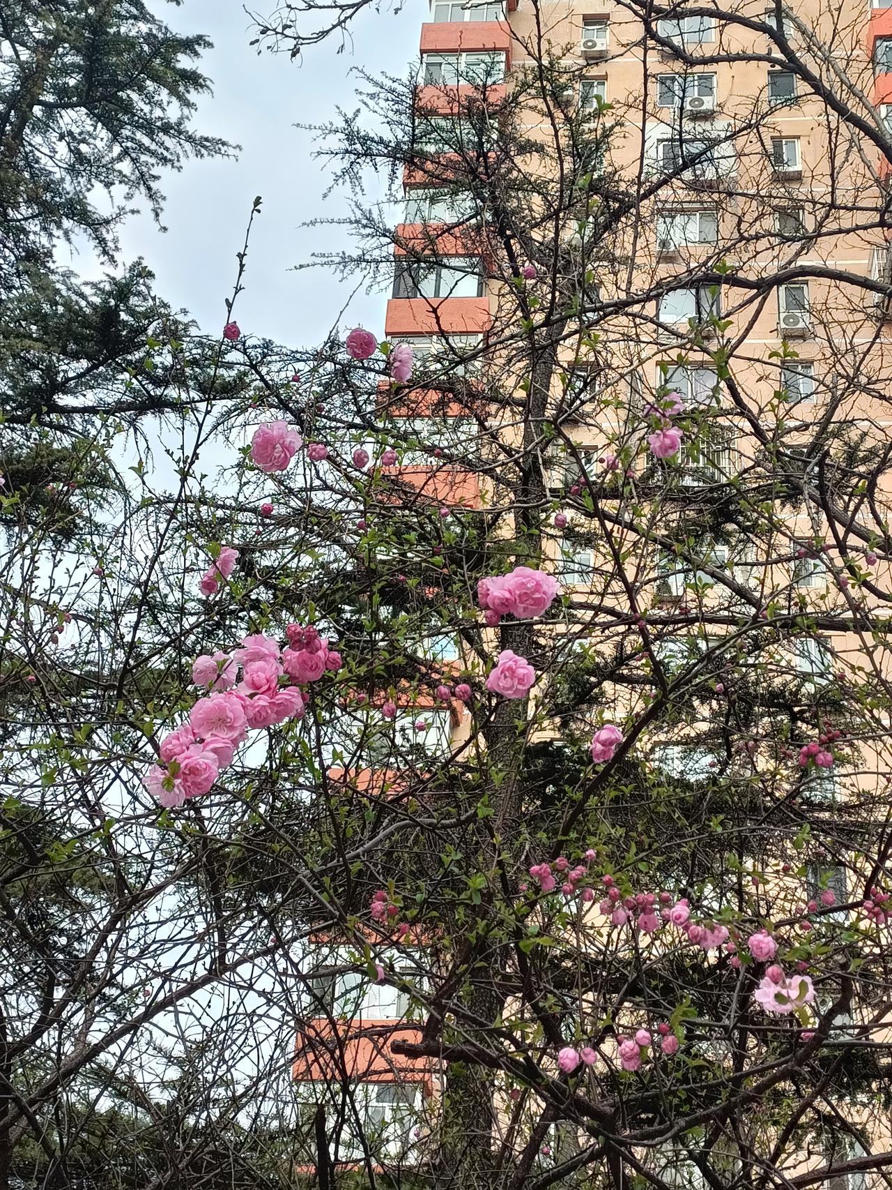 记录我的2026从这些花中就可看出美丽的春天已到来