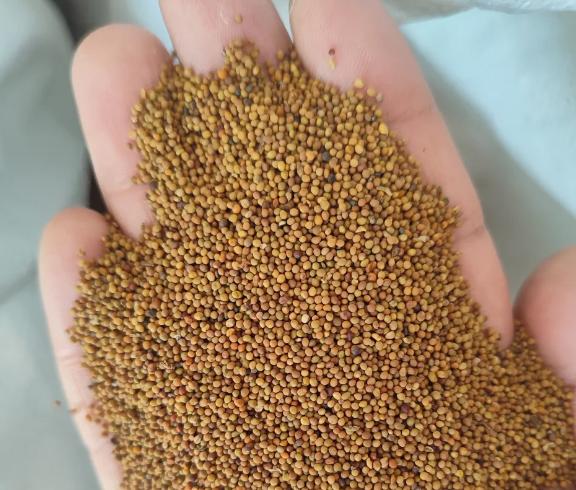 不管阳痿早泄多久，都别错过这三颗草，补肾固精缓顽疾


勃起无力、敏感易泄、同房