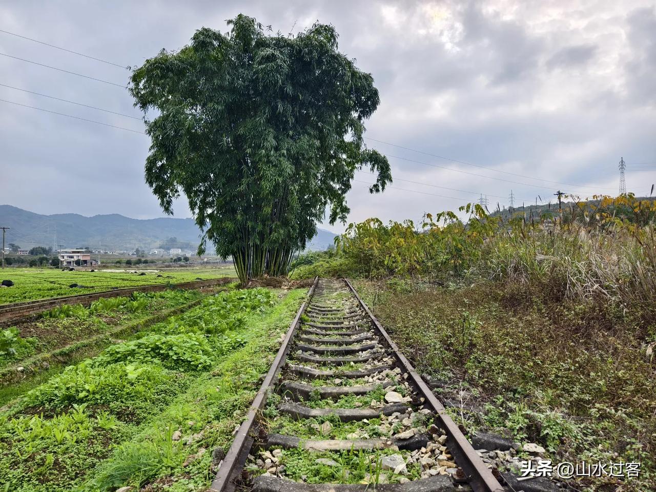 万南地方铁路（万盛-南川）苏家湾车站现状，杂草丛生，铁轨已经埋没大半，真是可惜了