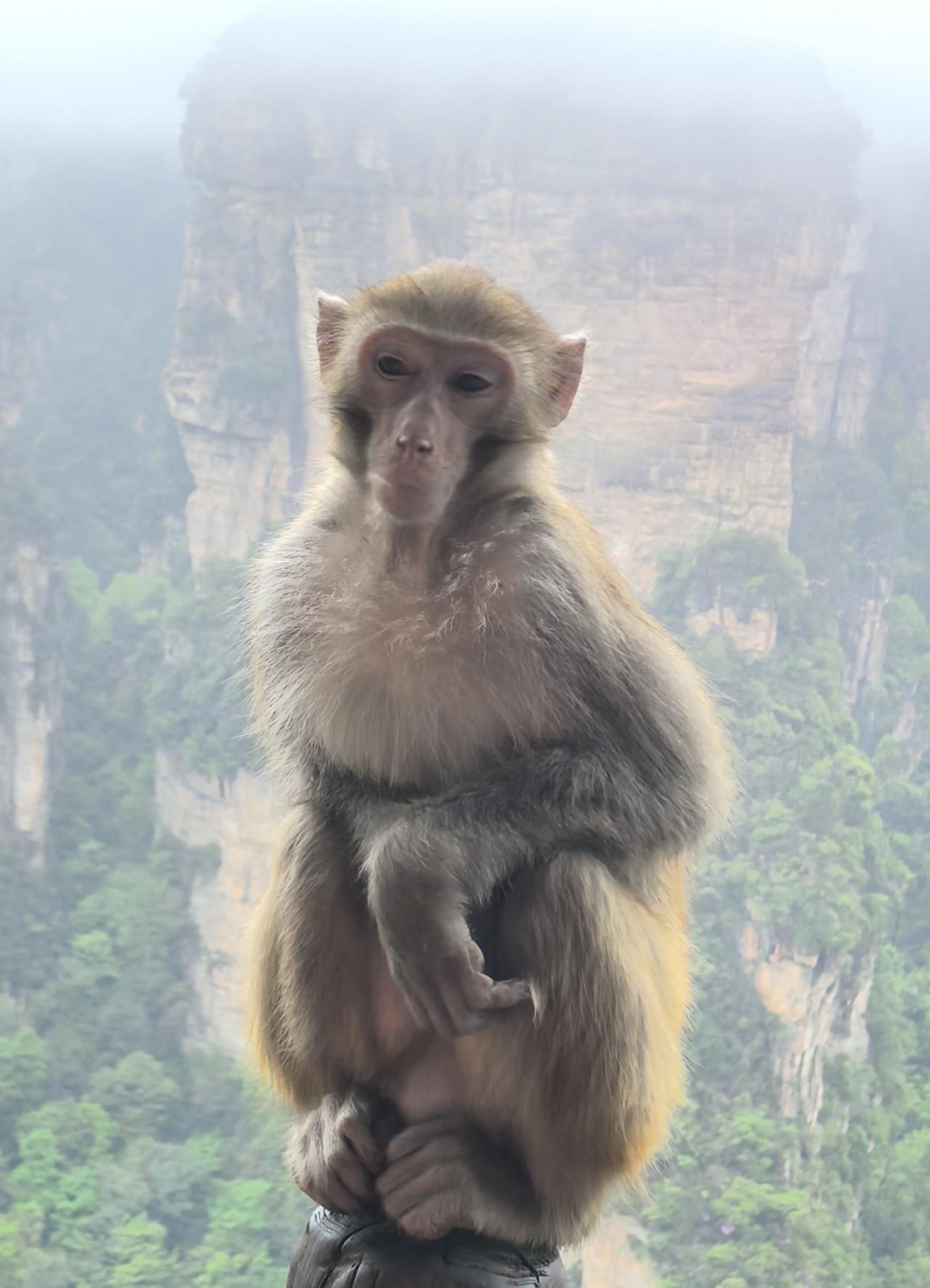 张家界武陵源景区，偶遇一猴哥，一点不怕人，还给大家摆起了boss。我想，为了口吃