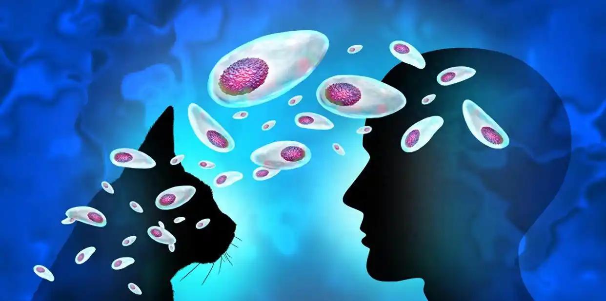 你的猫可能正在操控你的大脑？弓形虫的“心灵控制术”有多恐怖？

这个标题听起来像