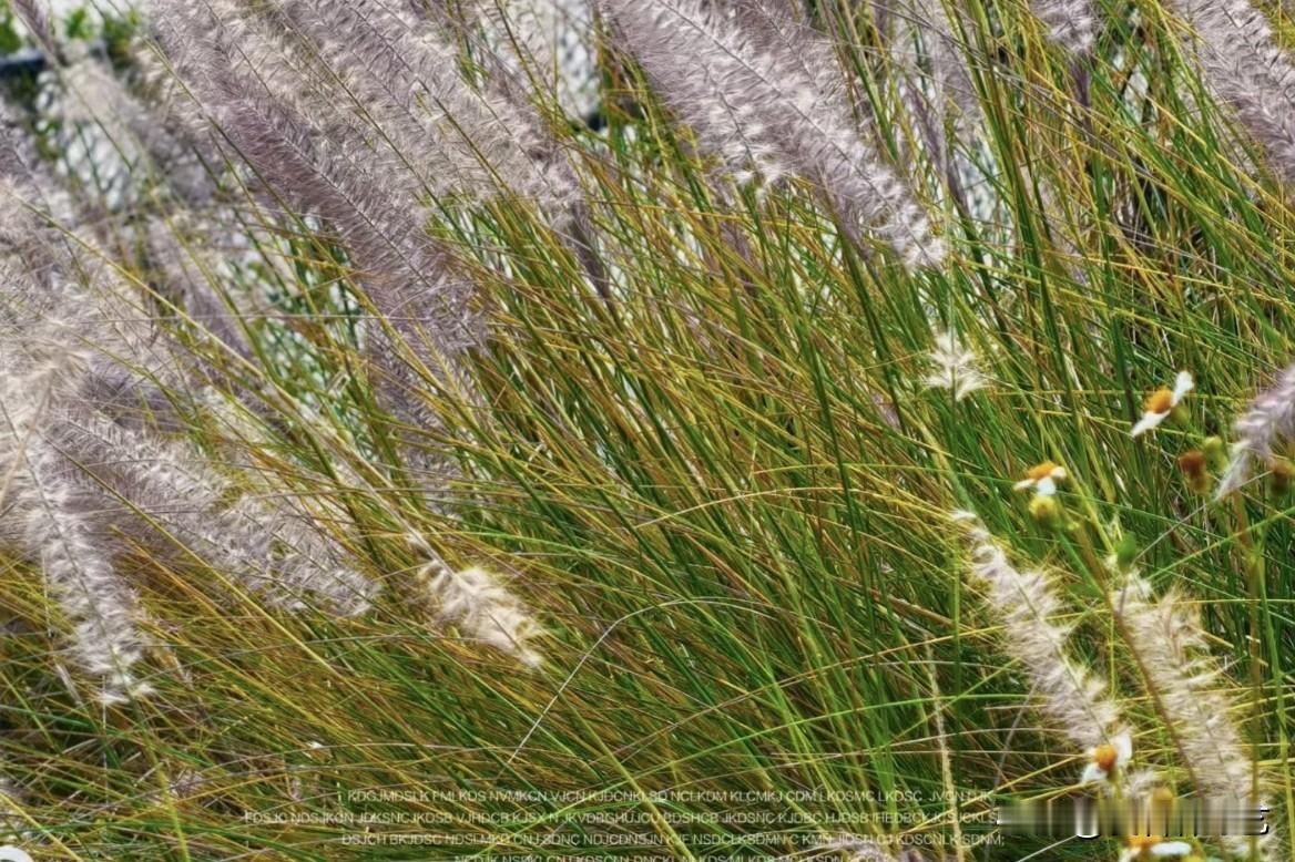 今年春天最想实现的心愿苇穗裹着淡紫绒絮，风里轻晃得像揉碎的云。绿茎混着浅黄，几星