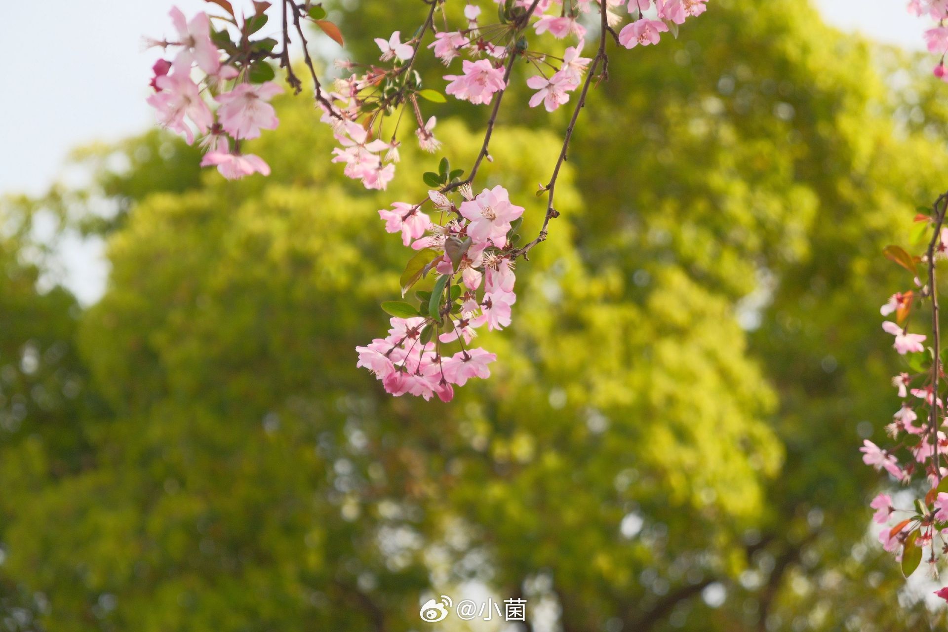 春之序曲。待到阳光烂漫时。小菌 早朋友们 