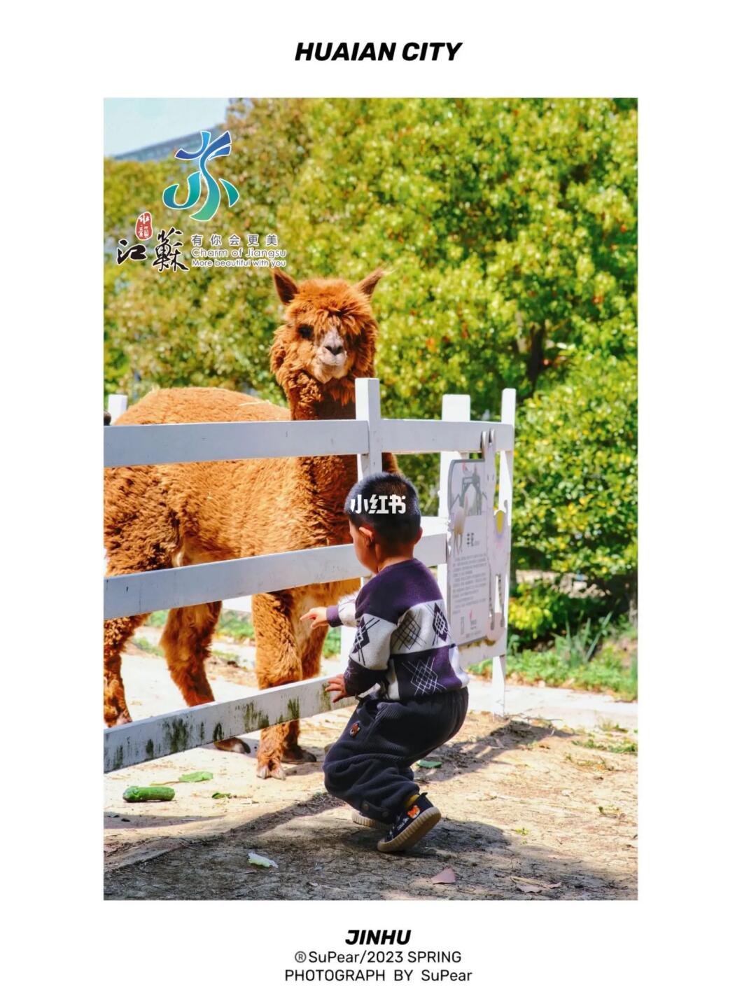 淮安金湖这么童话！体验一日小小安妮👒