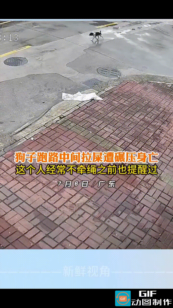 没有拴绳的狗狗跑到马路中间拉粑粑，惨遭路过的白车碾压。
狗狗发出凄厉的哀嚎声，挣