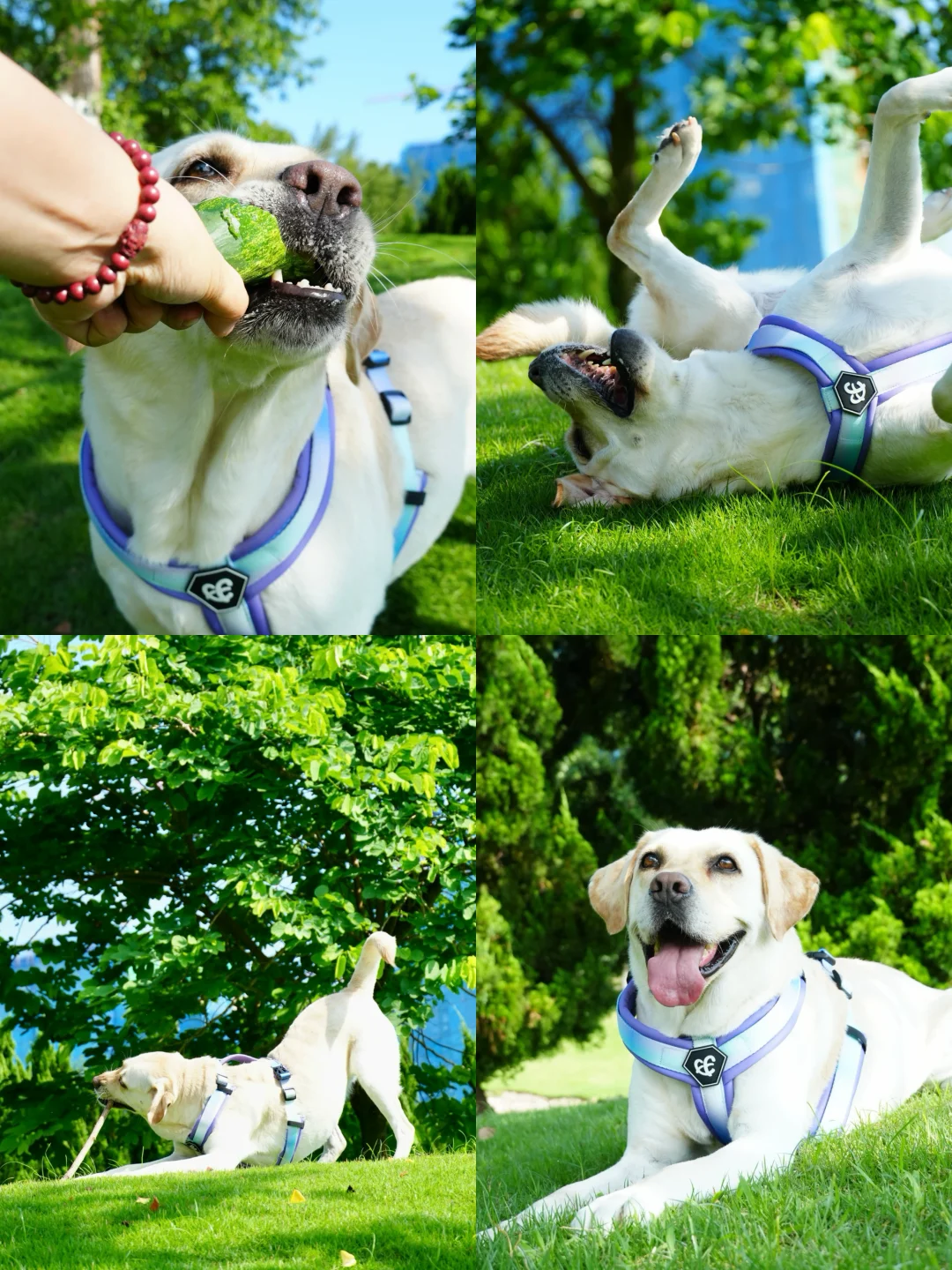 阳光 草地 小狗🐕