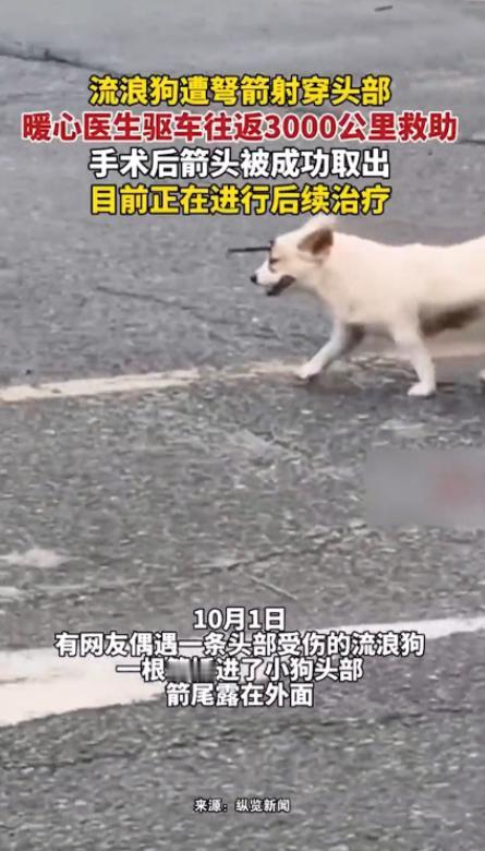 活该他发财！10月1日，湖北武汉，一宠物医生玩手机时，看到了一只被弩箭射穿头部的