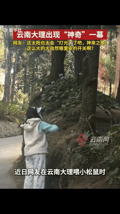 近日，一女子在大理喂小松鼠时出现了神奇的一幕，一开始女子本想喂喂路边的小松鼠，没