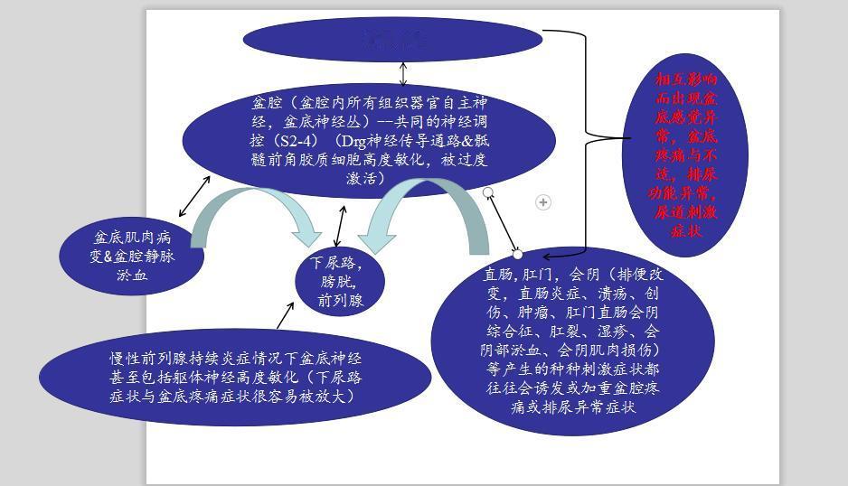 前列腺持续炎症情况下盆底神经甚至包括躯体神经高度敏化（下尿路症状与盆底疼痛症状很