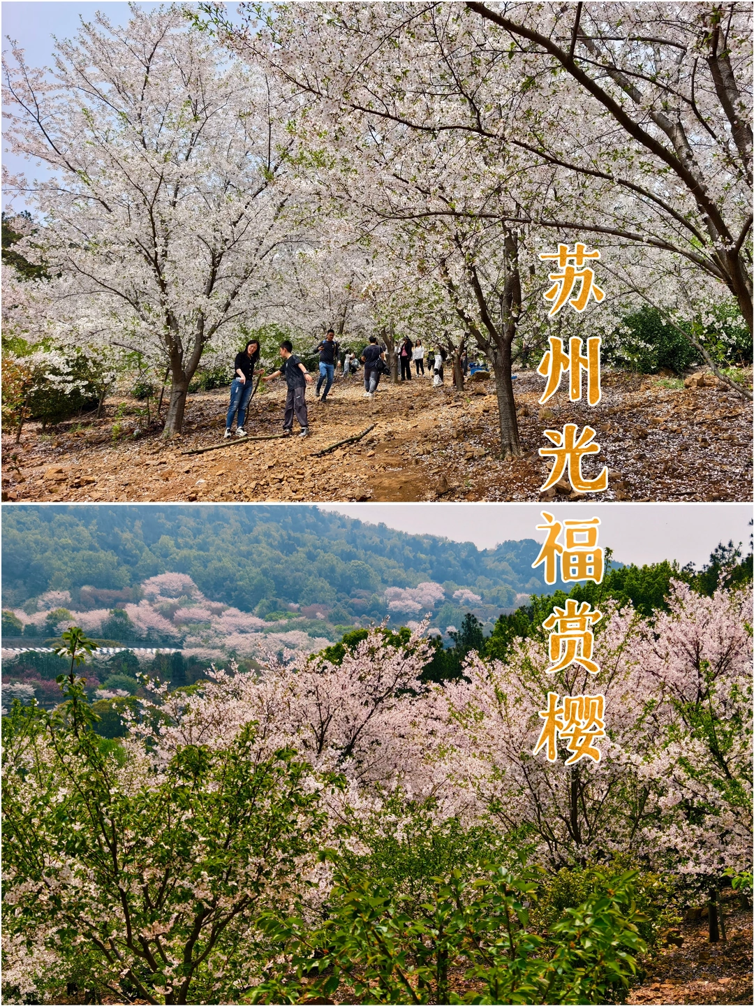 苏州光福赏樱|郊野徒步好去处
