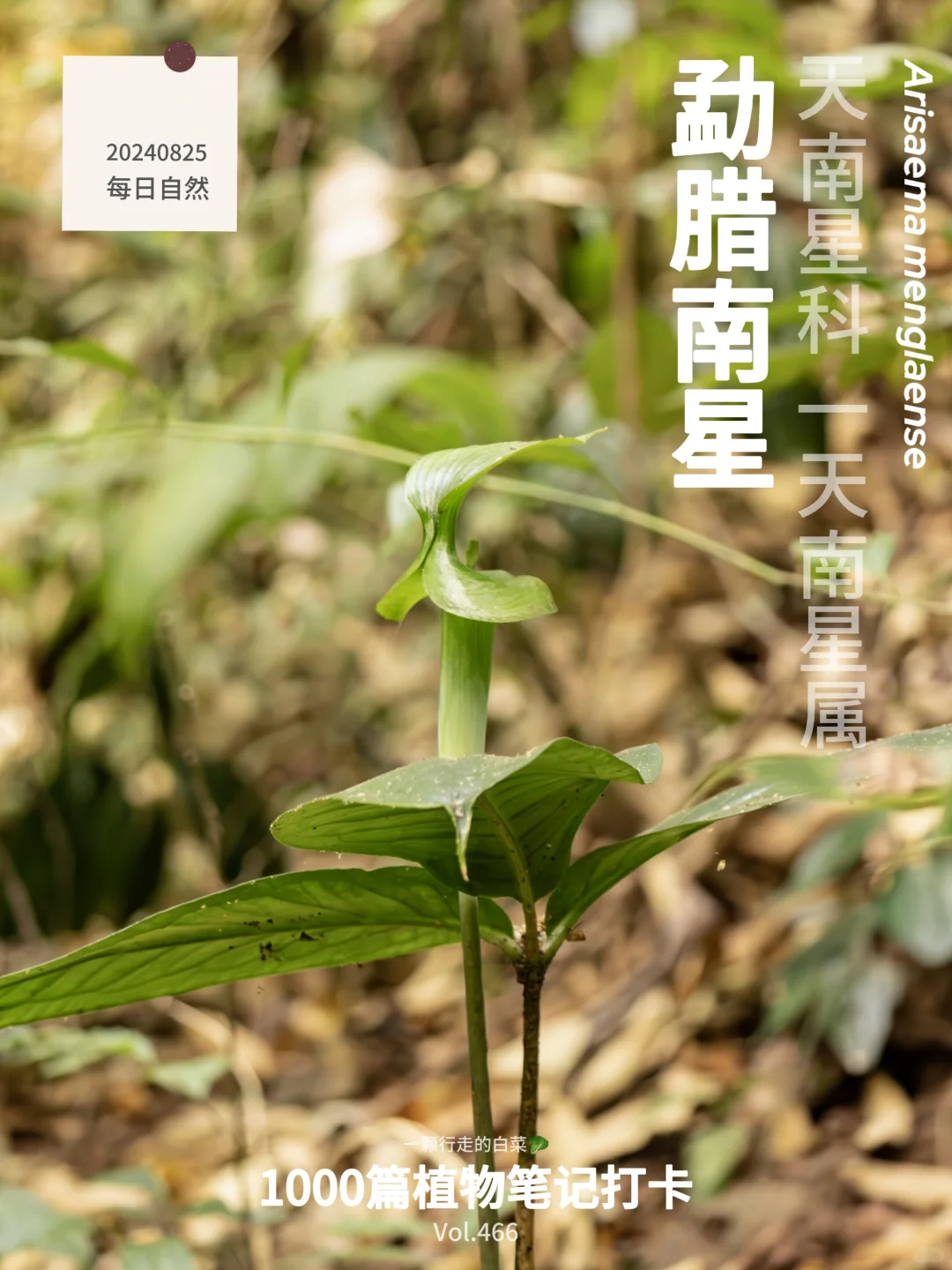 植物笔记466｜勐腊南星的绿色“花”