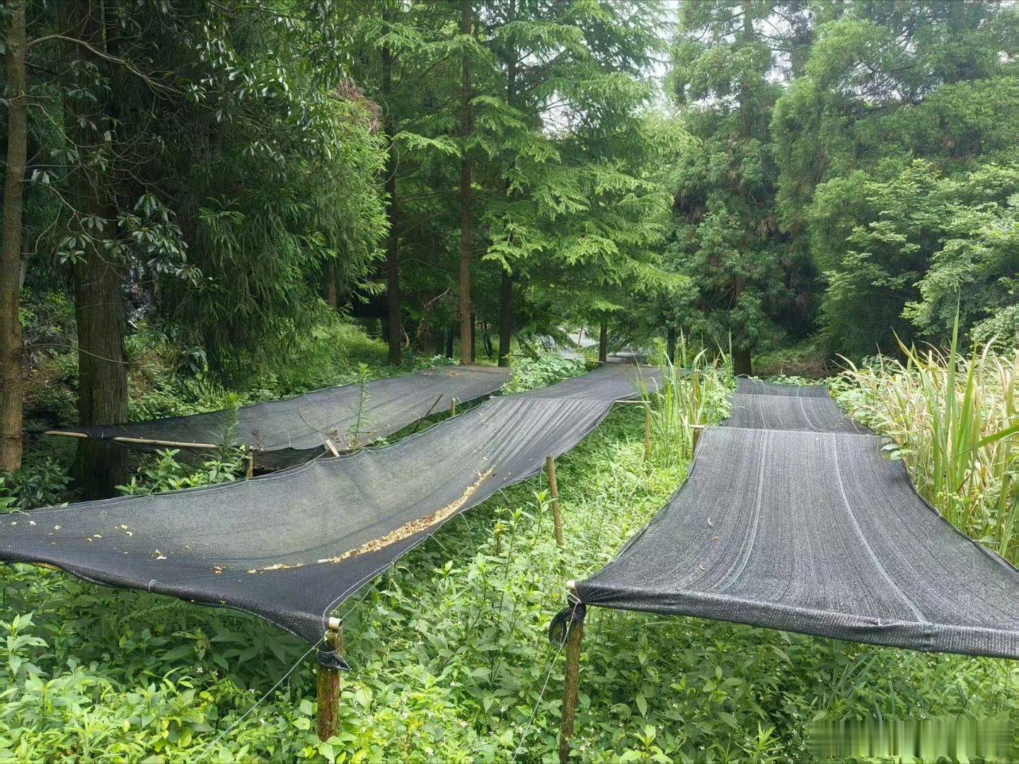一代代林场人接力守护把荒山变青山在临海，有一片7.89万亩的林海——临海林场，森
