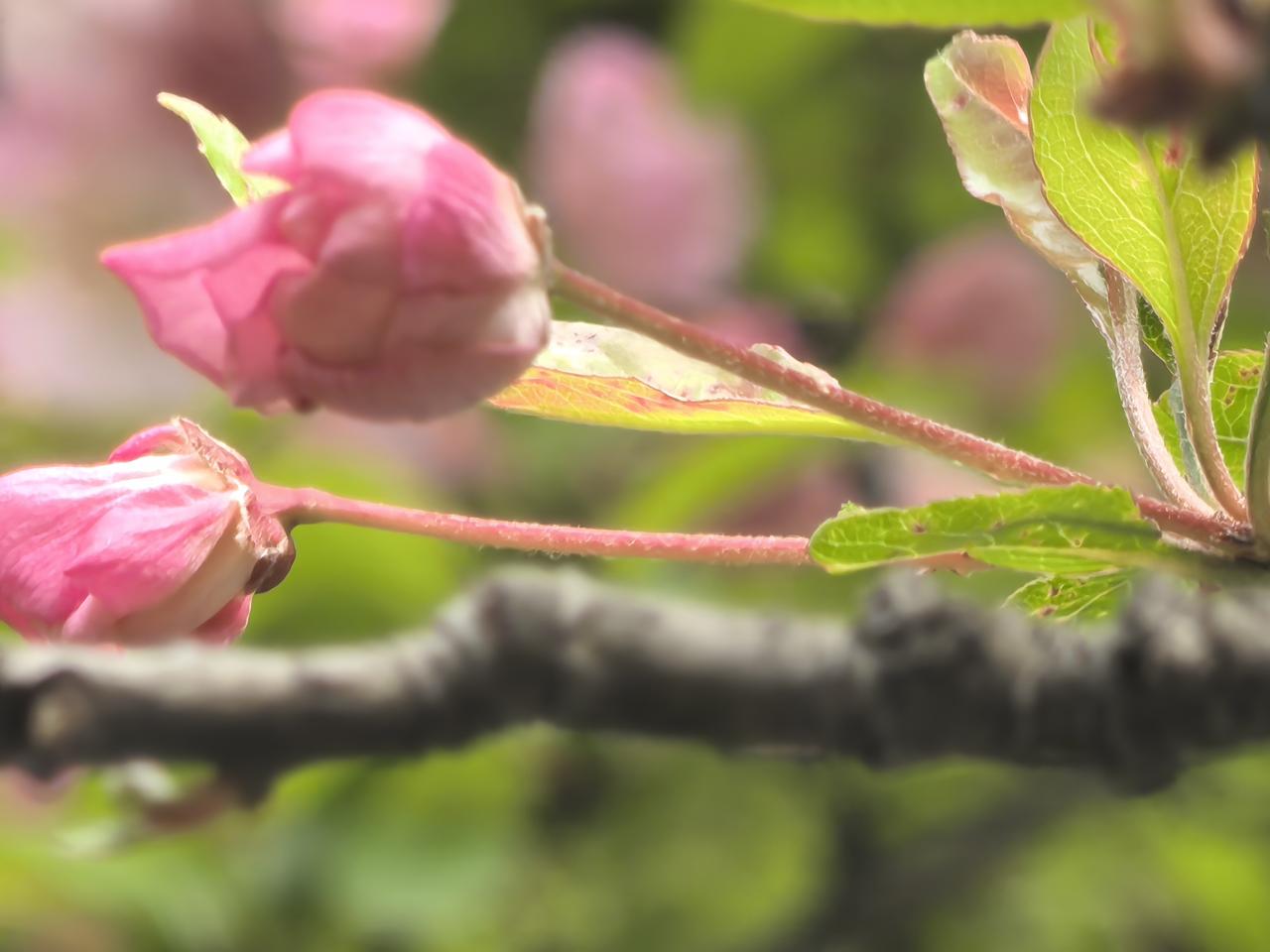 春天的每一朵鲜花，都不容错过。

据新闻报道，日本3月16日才开了第一朵樱花。我