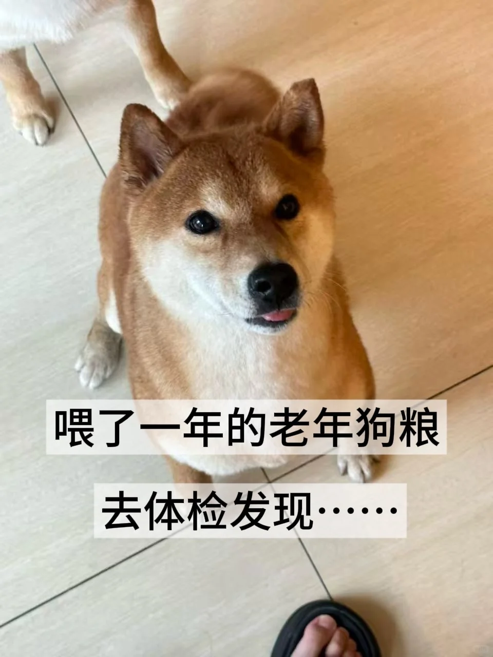 老年狗狗体检⚠️读懂体检报告的衰老信号