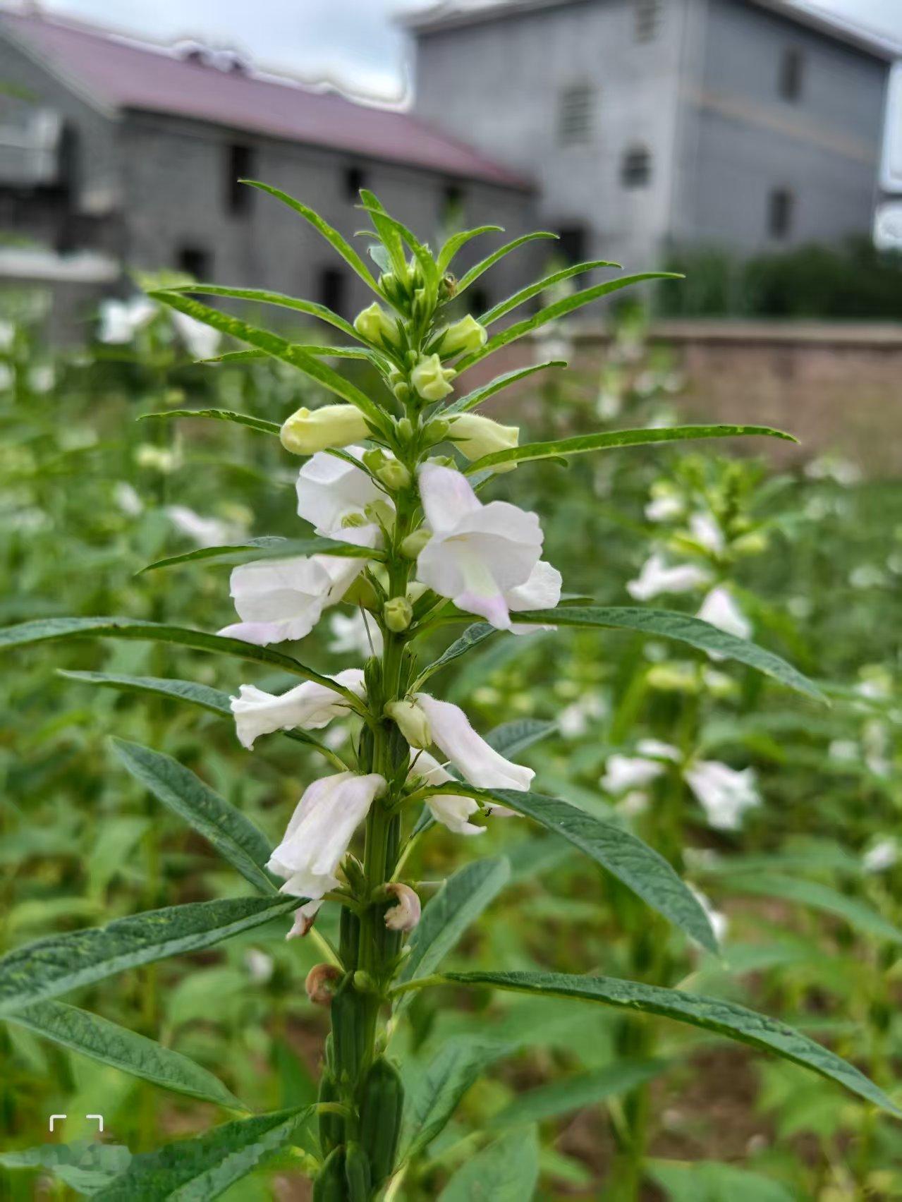 芝麻开花是什么颜色我家今年也种了芝麻，有的是白花，有的是红花，我就发现开白花的是