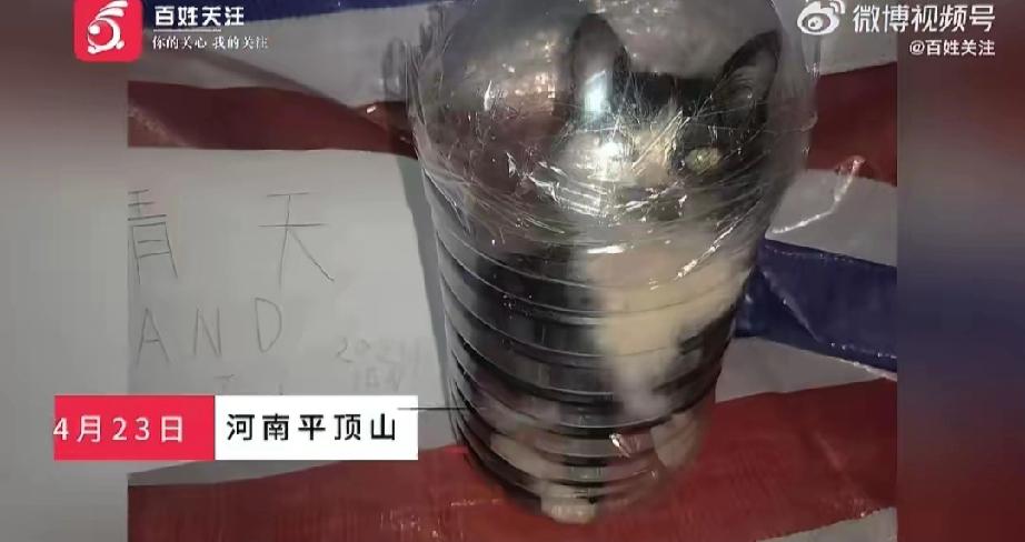 河南平顶山，37岁的马某，自2022年起以领养之名，将一只只猫带回家，却将它们推
