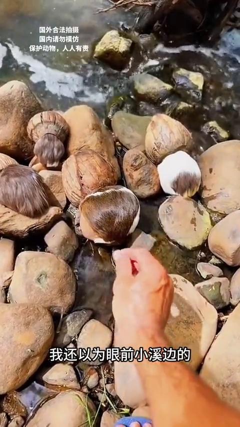 这是什么？
起初不仔细看，我还以为眼前小溪边的是一颗颗造型奇特的石头。然而没想到