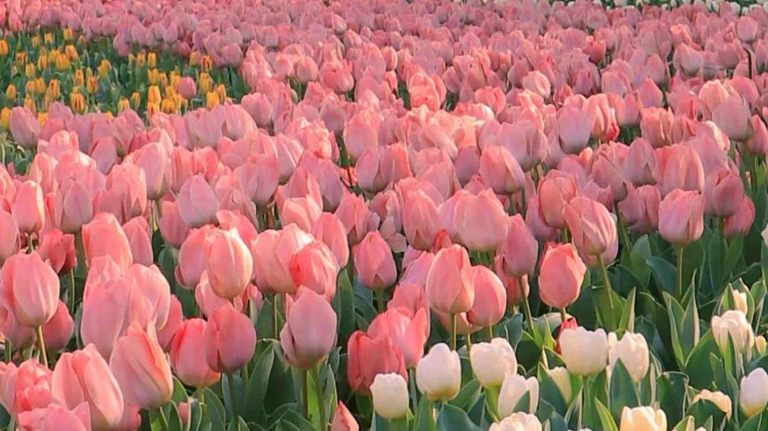 领导发完脾气后，就对这件事做出了如下安排。
以后一个星期排查一次，做一个总结。