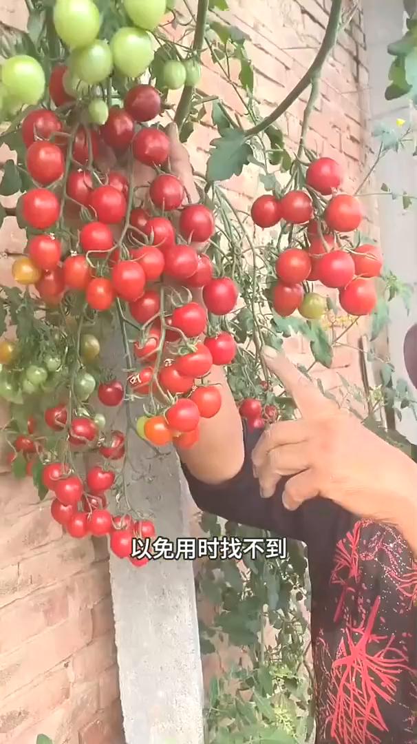 浇水口诀。
记住这个浇水口诀，你也能变成种菜高手。
·番茄浇点红糖水，一颗就结一