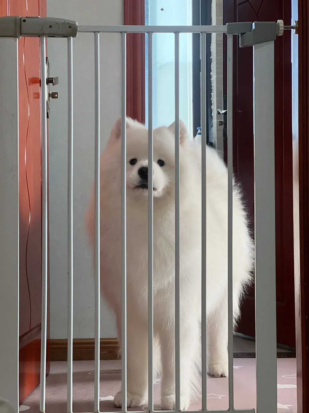 这小狗还有点小傲娇