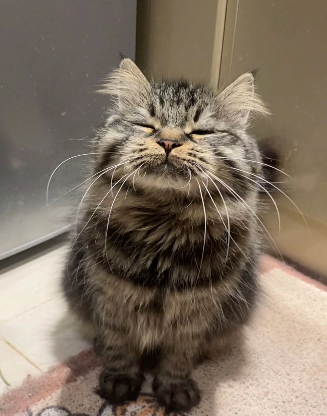 当我出门忘记给我家猫放饭