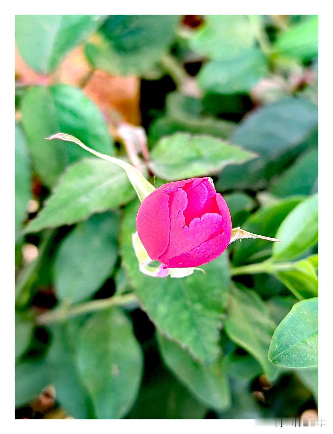 记录我的2026含苞待放