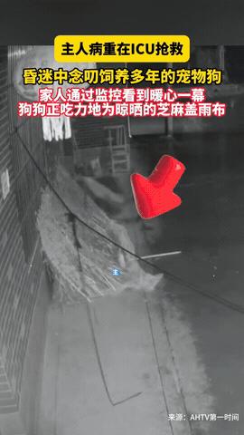 安徽阜阳，一女子ICU抢救过程中，她还在操心自家狗有没有人喂！没想到等女儿查看监