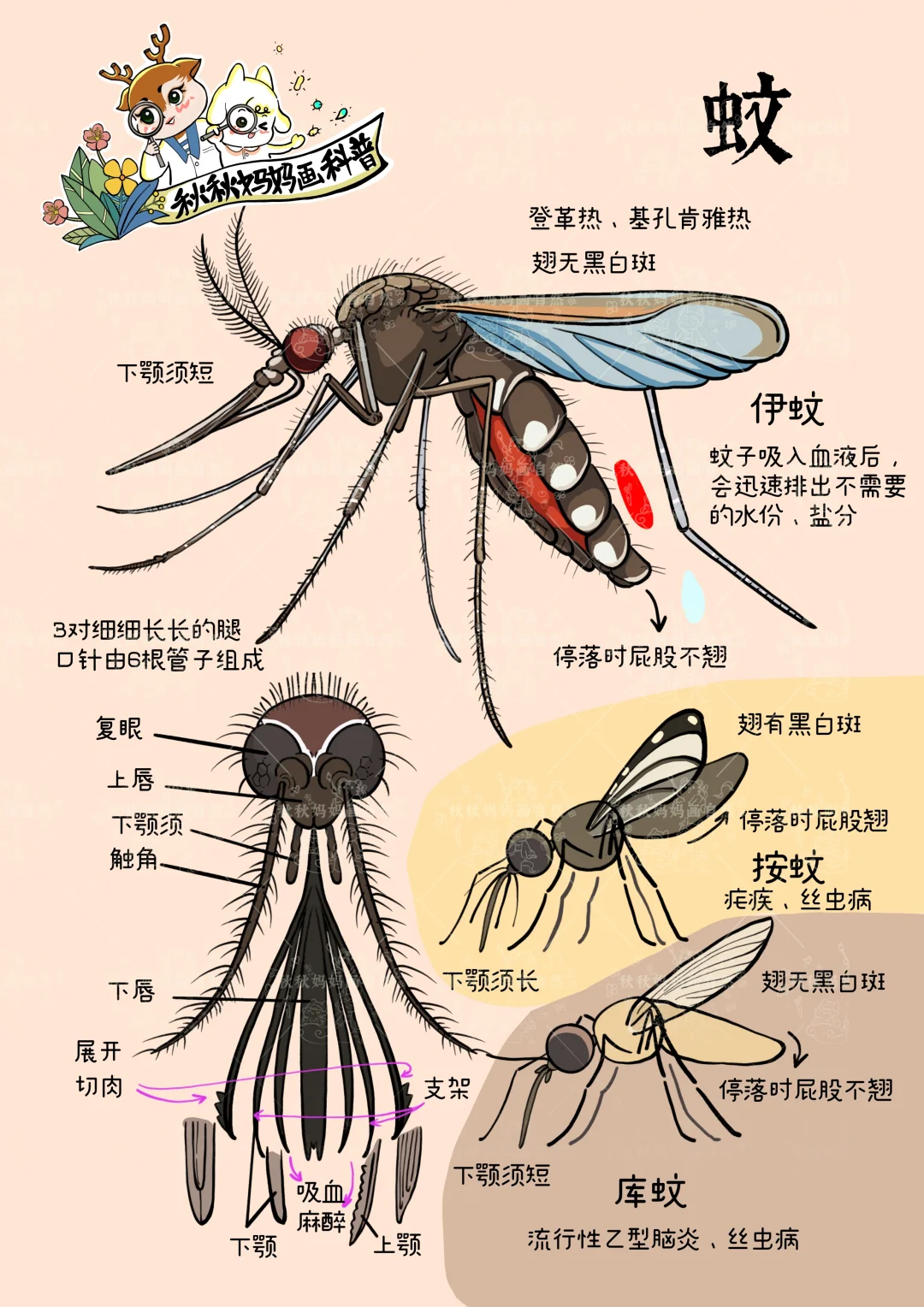 画给孩子的自然科普｜讨厌的蚊子🦟
