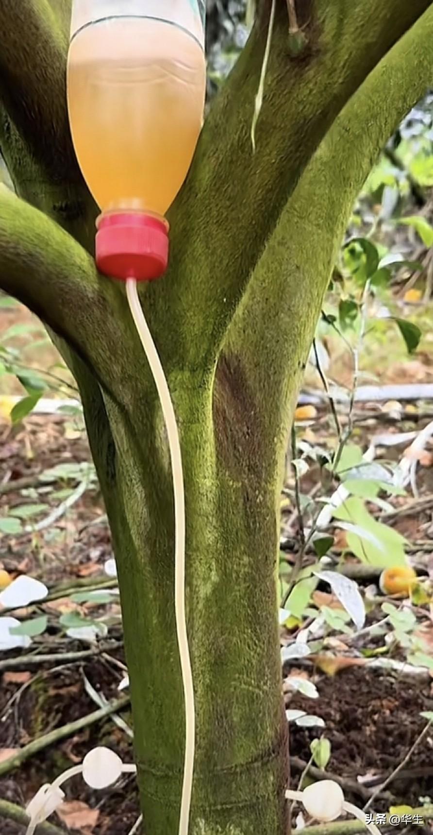 果树输液用药答疑：残留、时机与食用安全
 
近期有网友在三天前作品的评论区问，输