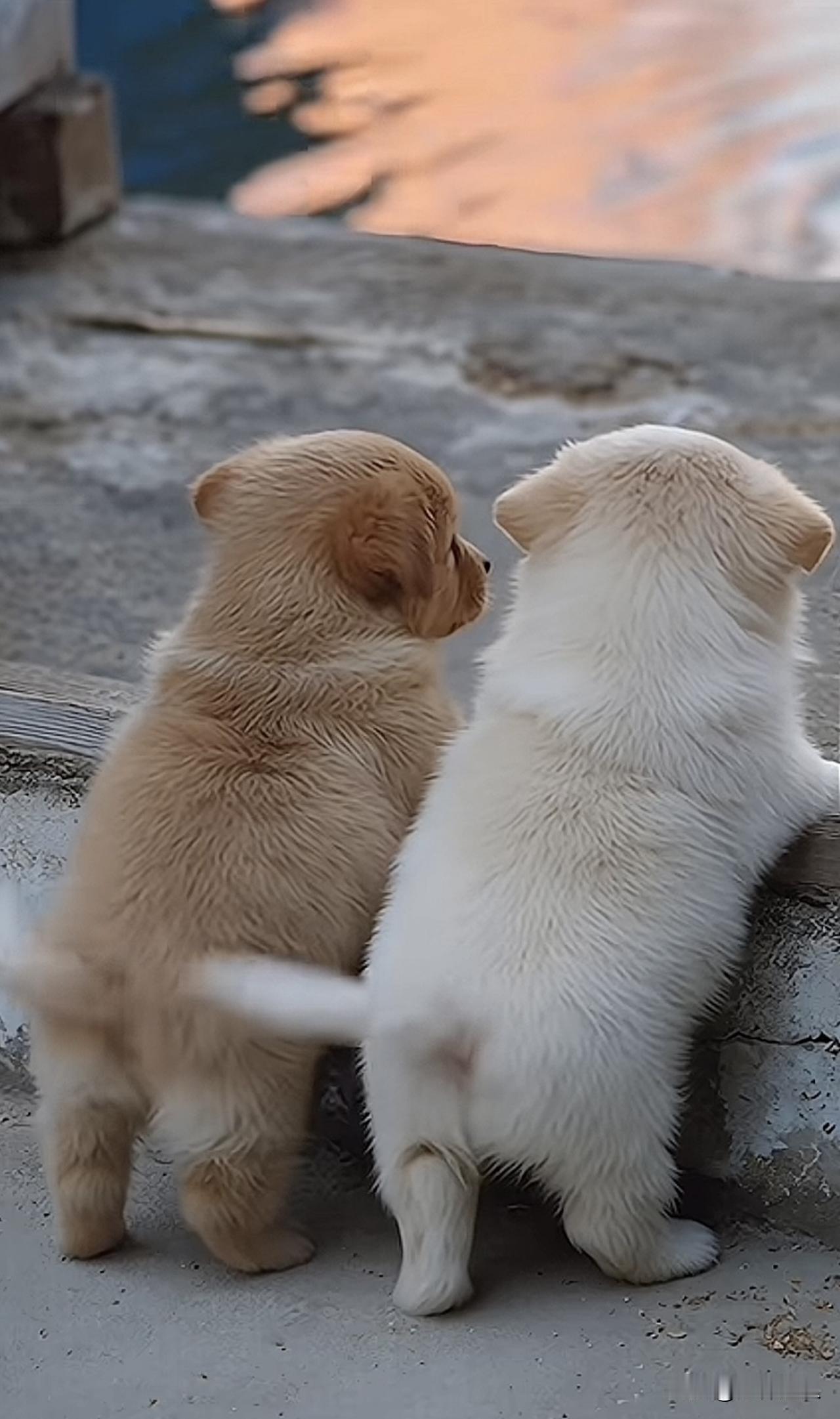 一九七零年，全国一共出生了两千七百七十四万个狗宝宝。

据说两个同年、同月、同日