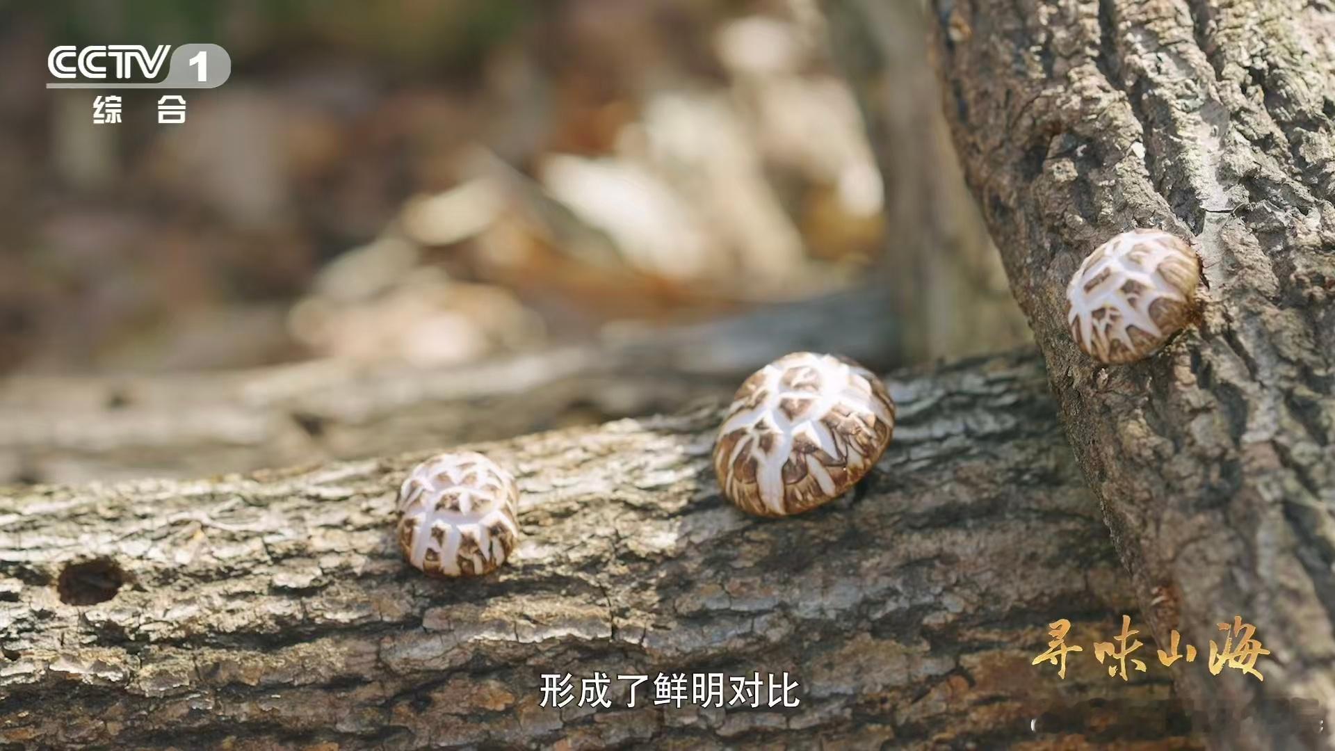 一种花菇可以有两种味道 中国香菇之乡湖北随州藏着舌尖宝藏！这里产出的花菇品相上乘