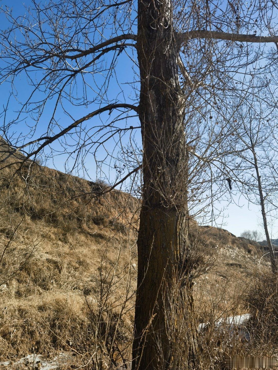真是十年树木，百年树人！这棵树我记得也就胳膊粗细，十多年没见，已经是参天大树了。