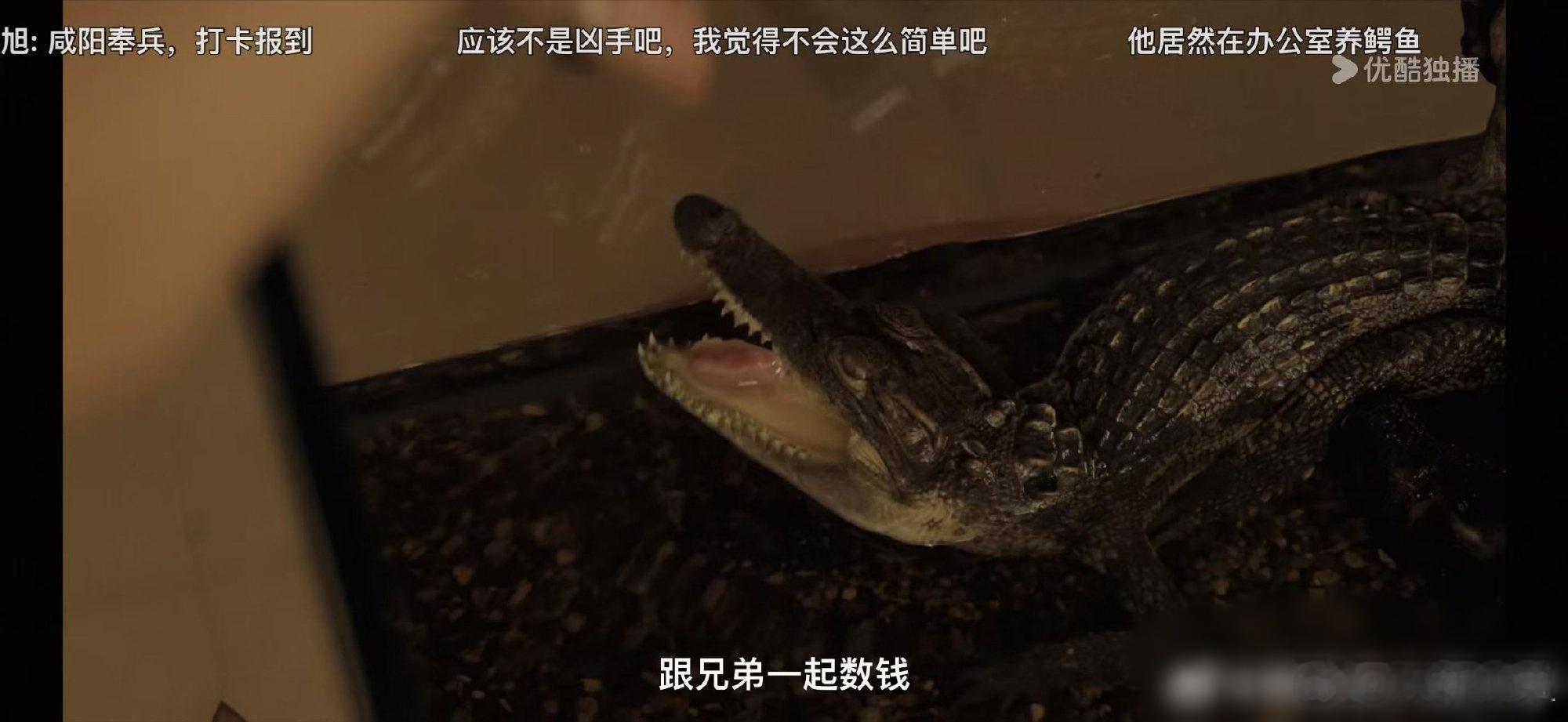黑夜告白 鳄鱼《黑夜告白》里面放高利dai的老板家里养了条鳄鱼。 