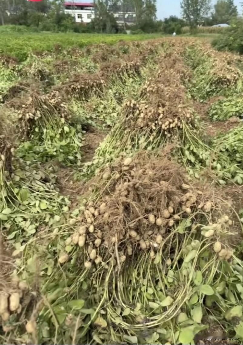 神通广大的网友们！
请问薅花生有什么神器，有什么技巧捷径吗？

这都是撅着屁股一