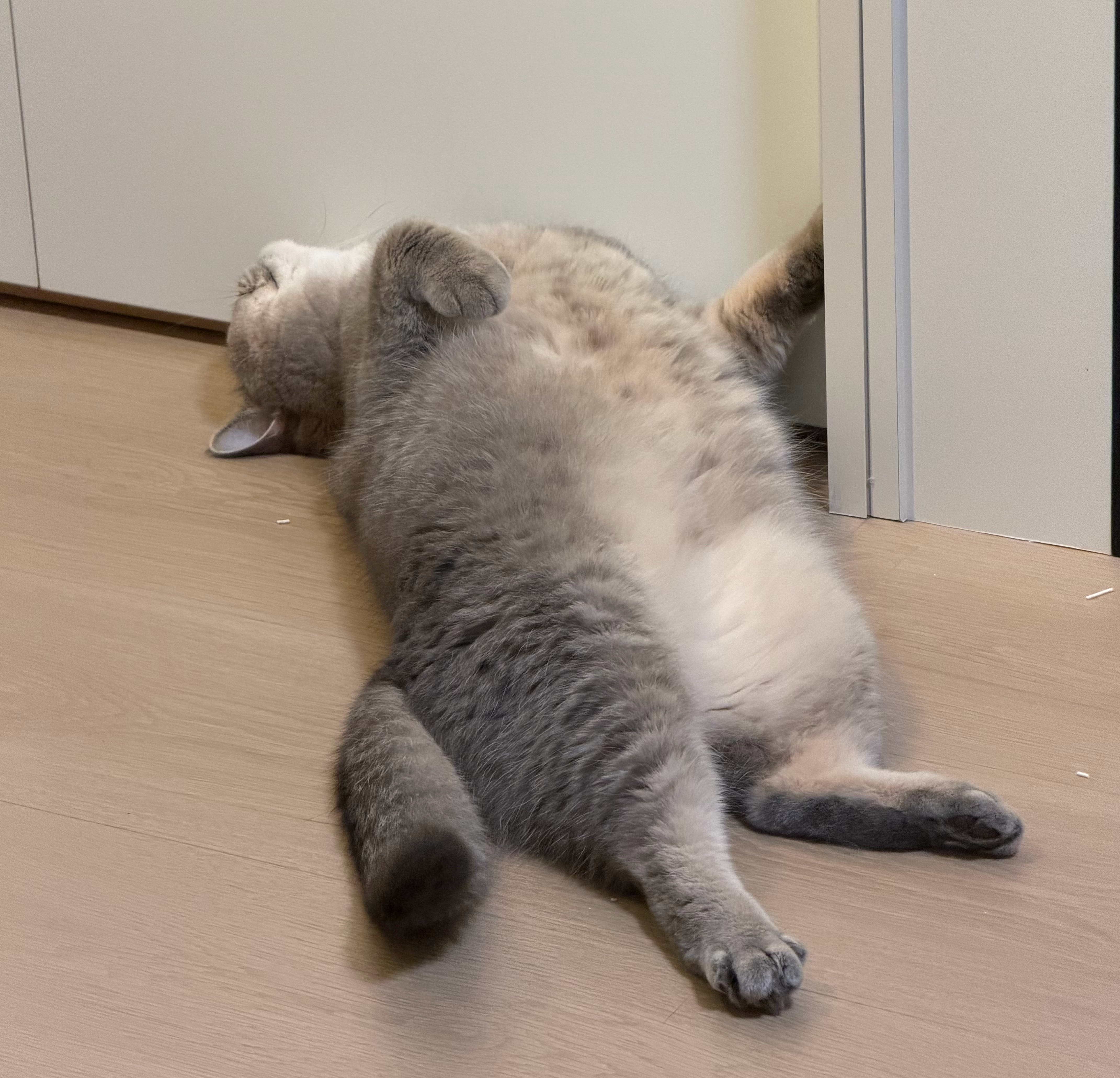 猫卡翻车 