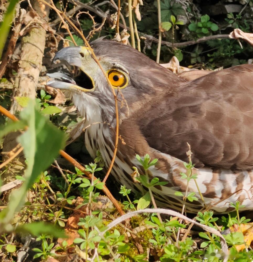 #鸟粉投稿# 小天才在角落里发现一只【松雀鹰】人家是猛禽吃肉肉的，不吃米🙊已经