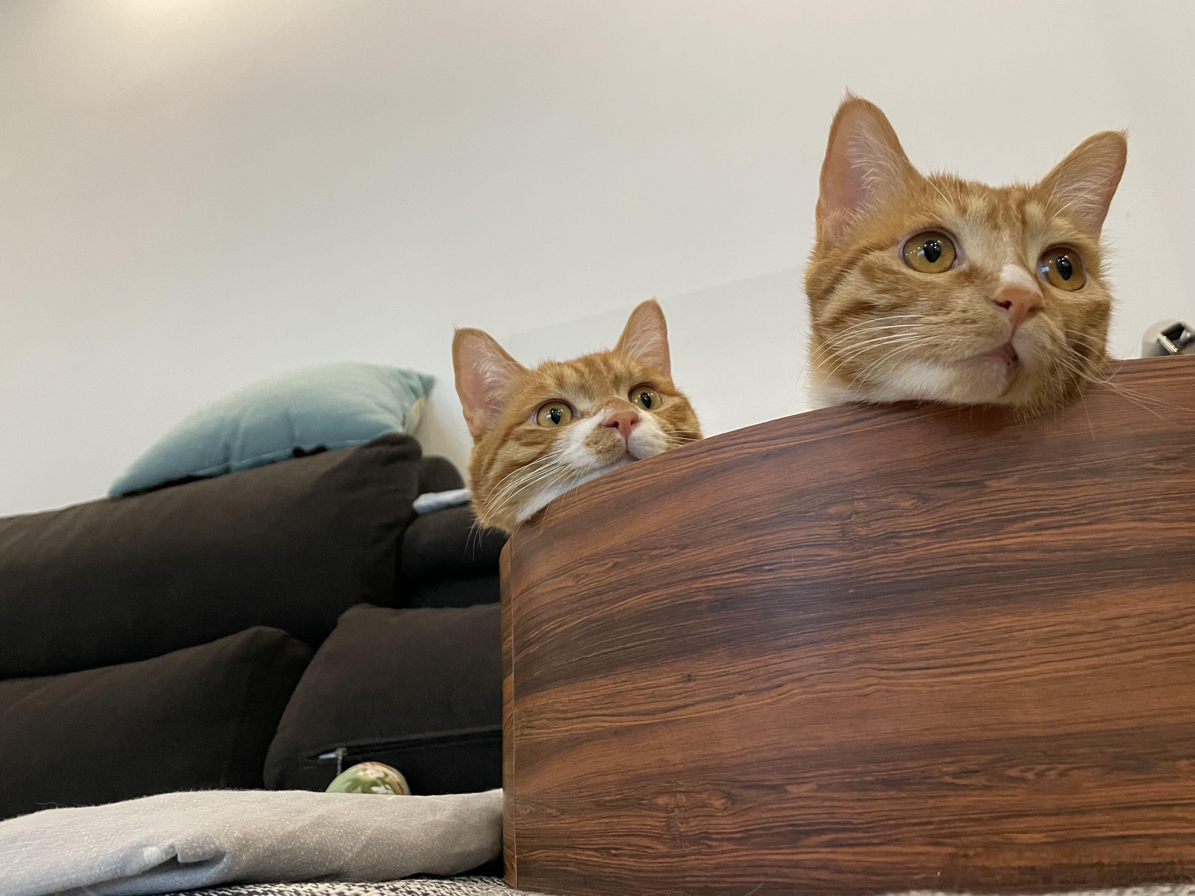不小心又把猫养这么帅！！不显摆一下我实在是受不了了，大家畅所欲言尽情夸，我扛得住