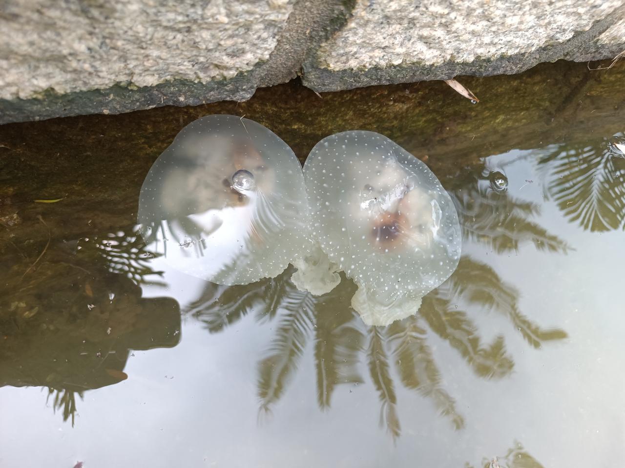 厦门南湖公园来了漂亮的水母，成了大人小孩的最爱。初夏时节，南湖公园里绿影婆娑、花