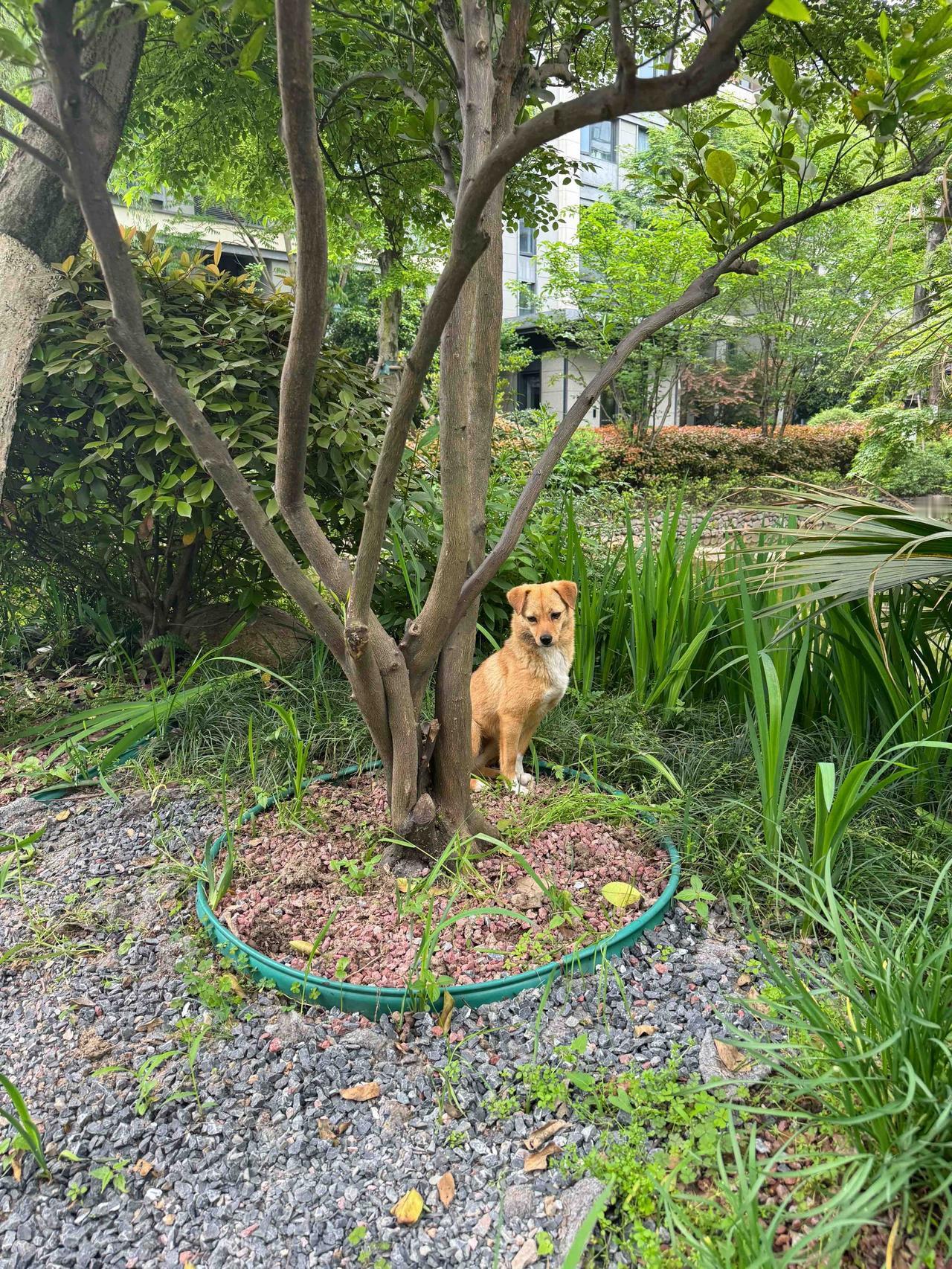 黄妹优雅的站在树下，阿仔鼓起勇气打了个招呼，回家途中遇到散养的奶牛猫，被臭骂了一